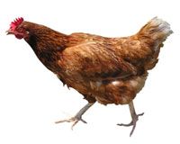INFORMATION ON CHICKENS